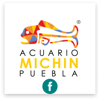 Logo acuarioMichin